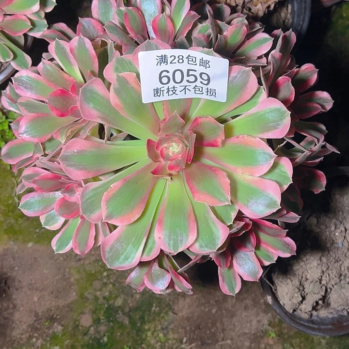 6059粉女郎多肉植物