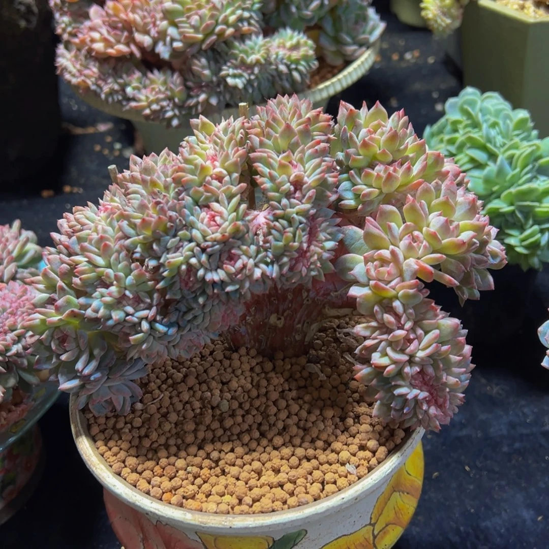青***衿弗洛伊德琥珀缀化