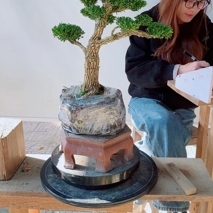 无花朵树*广东黄杨