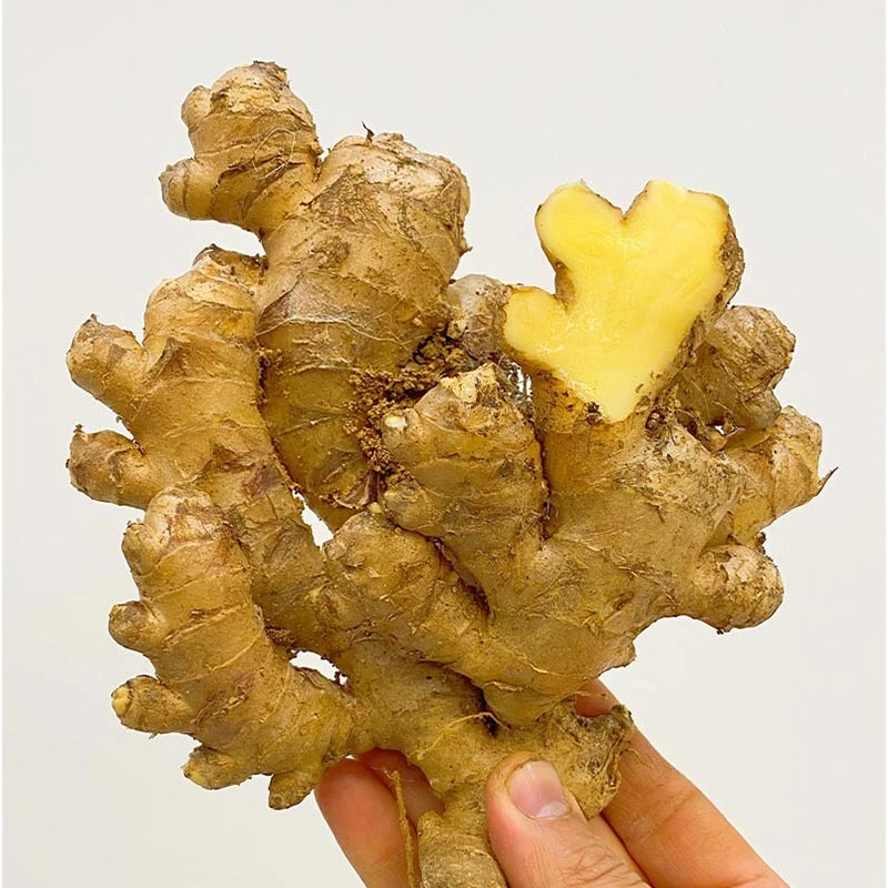 【正宗老姜】精选贵州云南小黄姜生姜老姜干姜山地老黄姜土姜月子姜