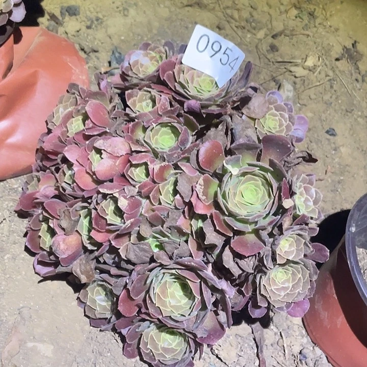 希**野多肉植物法师954荷兰玫瑰