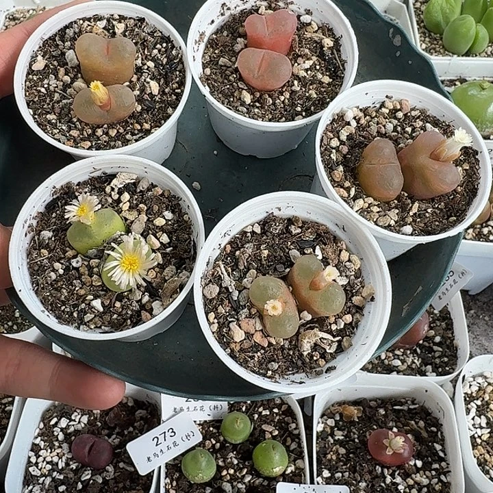 老马生石花双头毛275