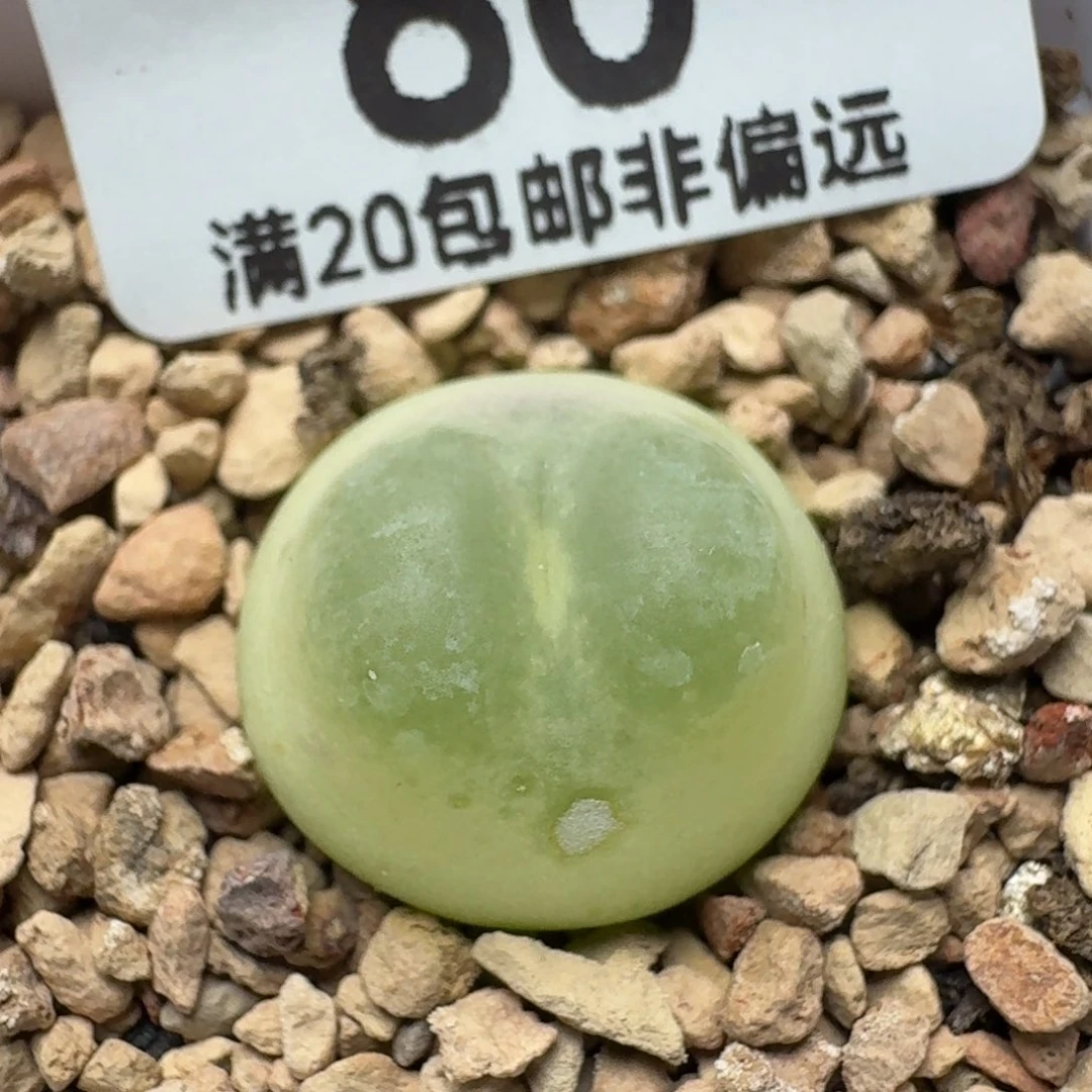 带盆土有瑕疵。