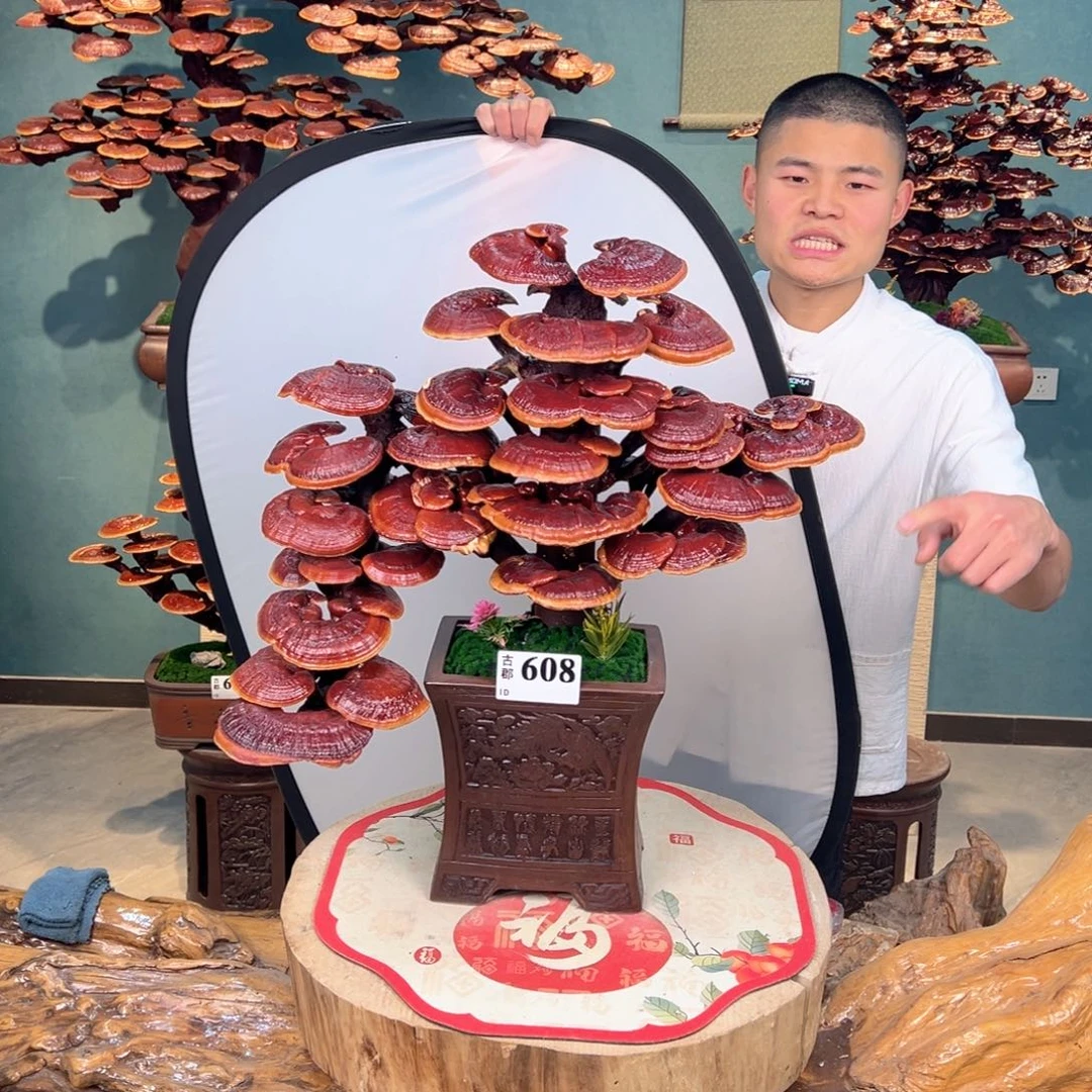 无花朵88888888888