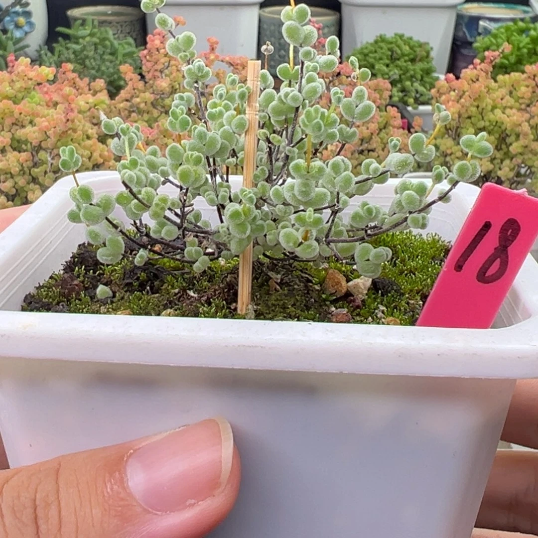 18号链接莱斯10厘米盆