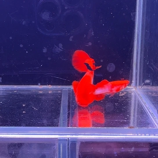 孔雀鱼鸿运当头双份水1对