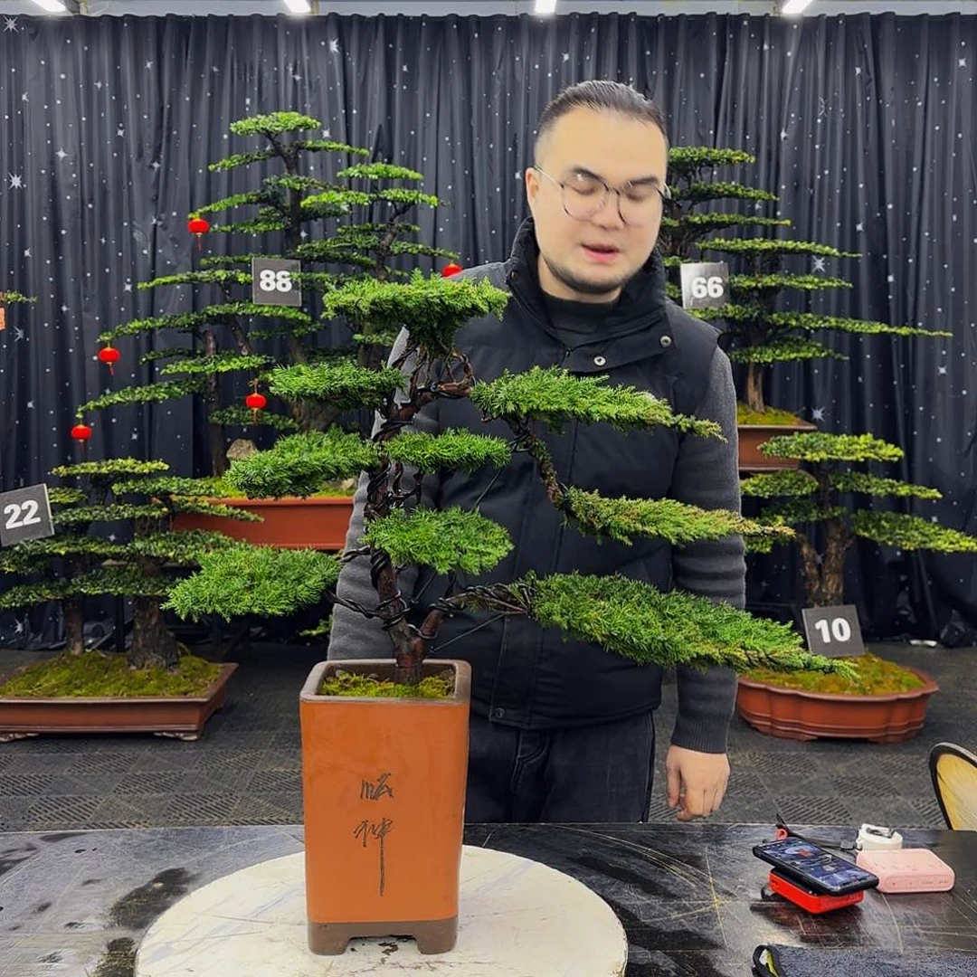 龙爪松高端造型盆景