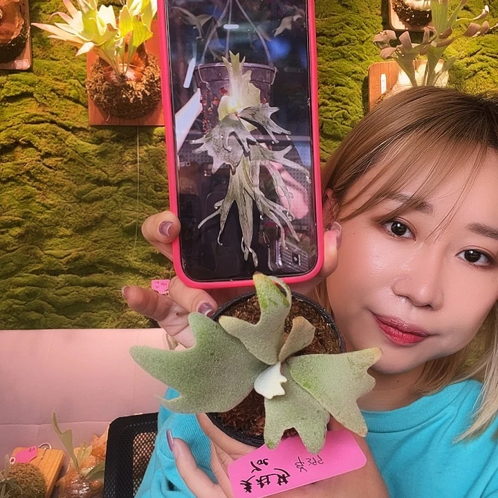 不开花植物yot 美杜莎 侧 无原牌
