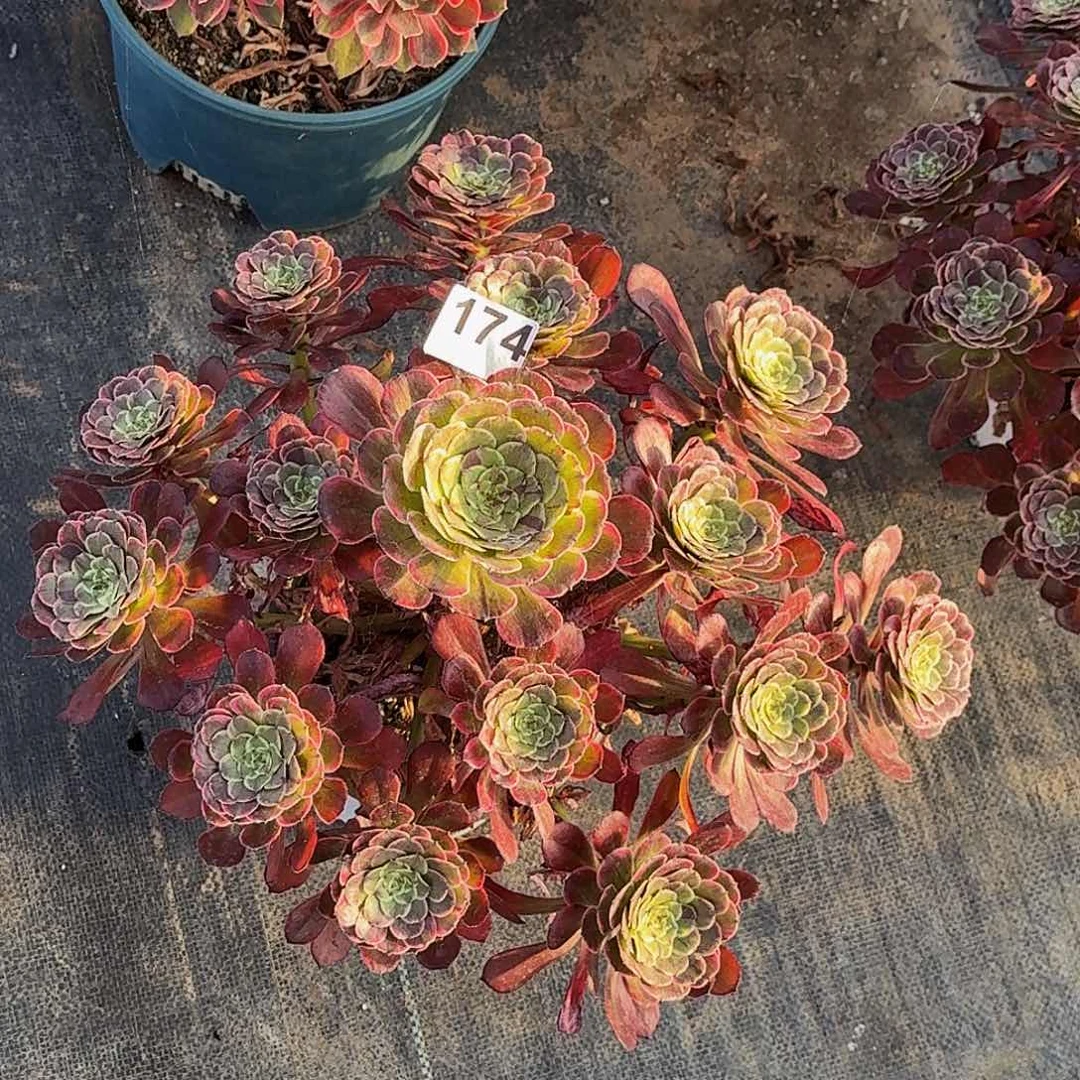 174水墨画半木质桩多肉植物