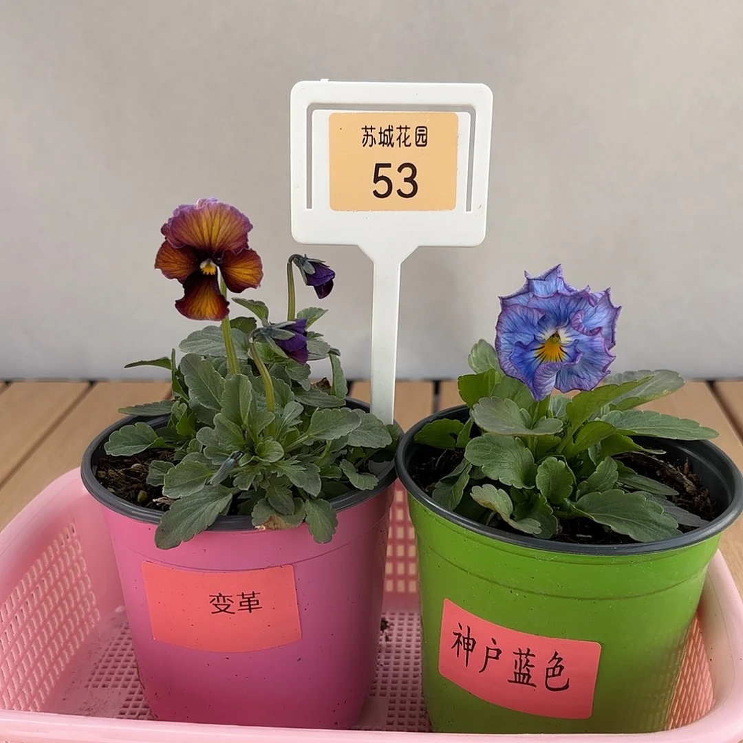 大部分开放少量花苞53