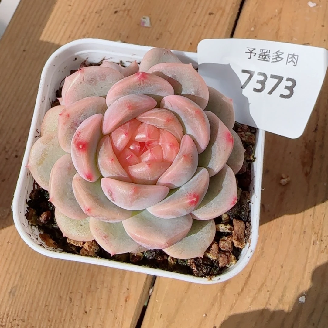 荔枝甜心，7373多肉植物