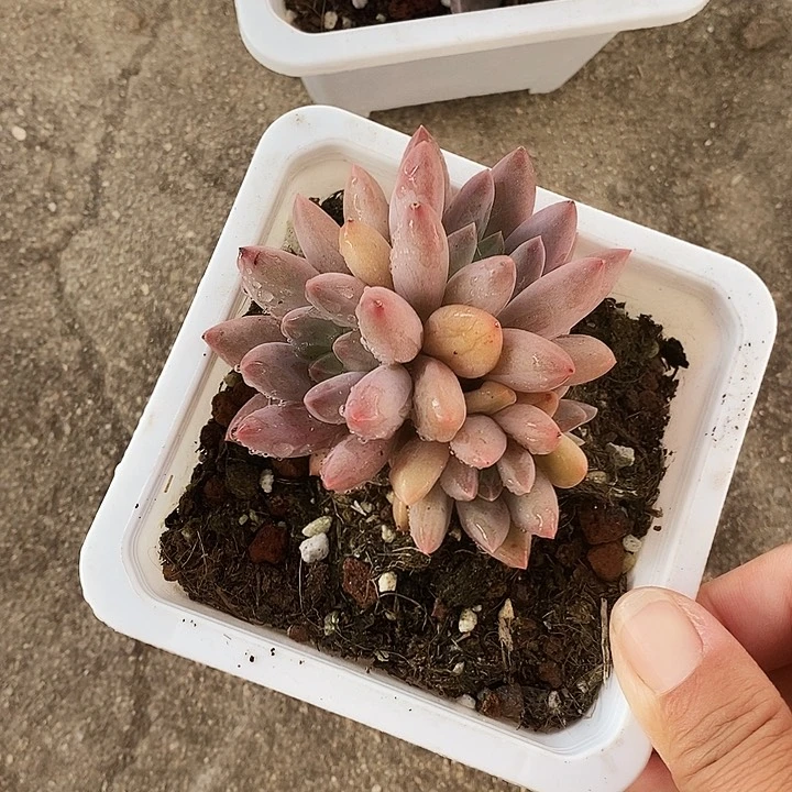 水晶球2345777778888