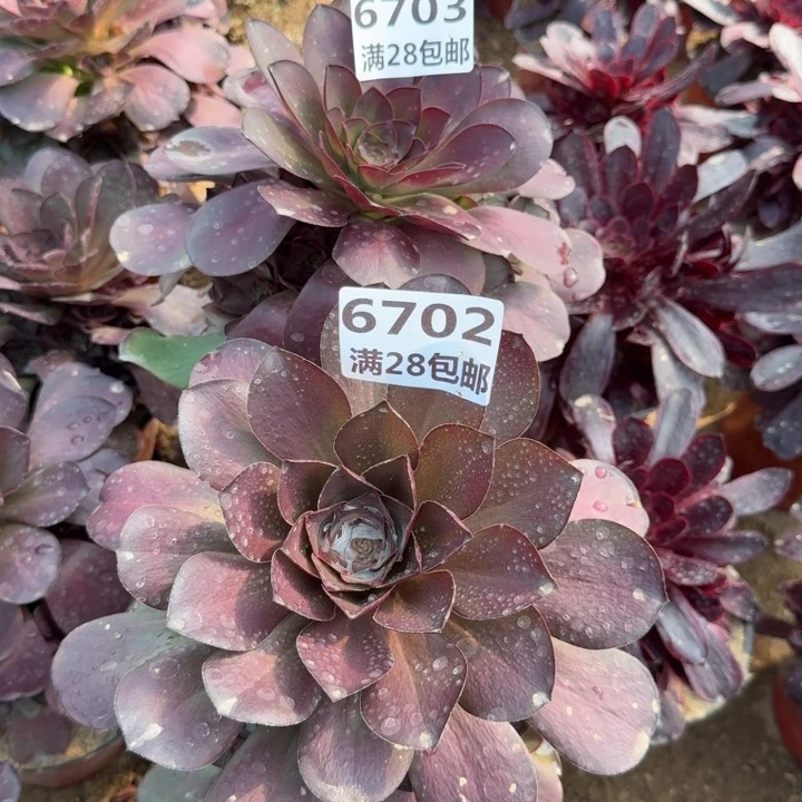 哪****师6702/6703两个多肉二号棚D