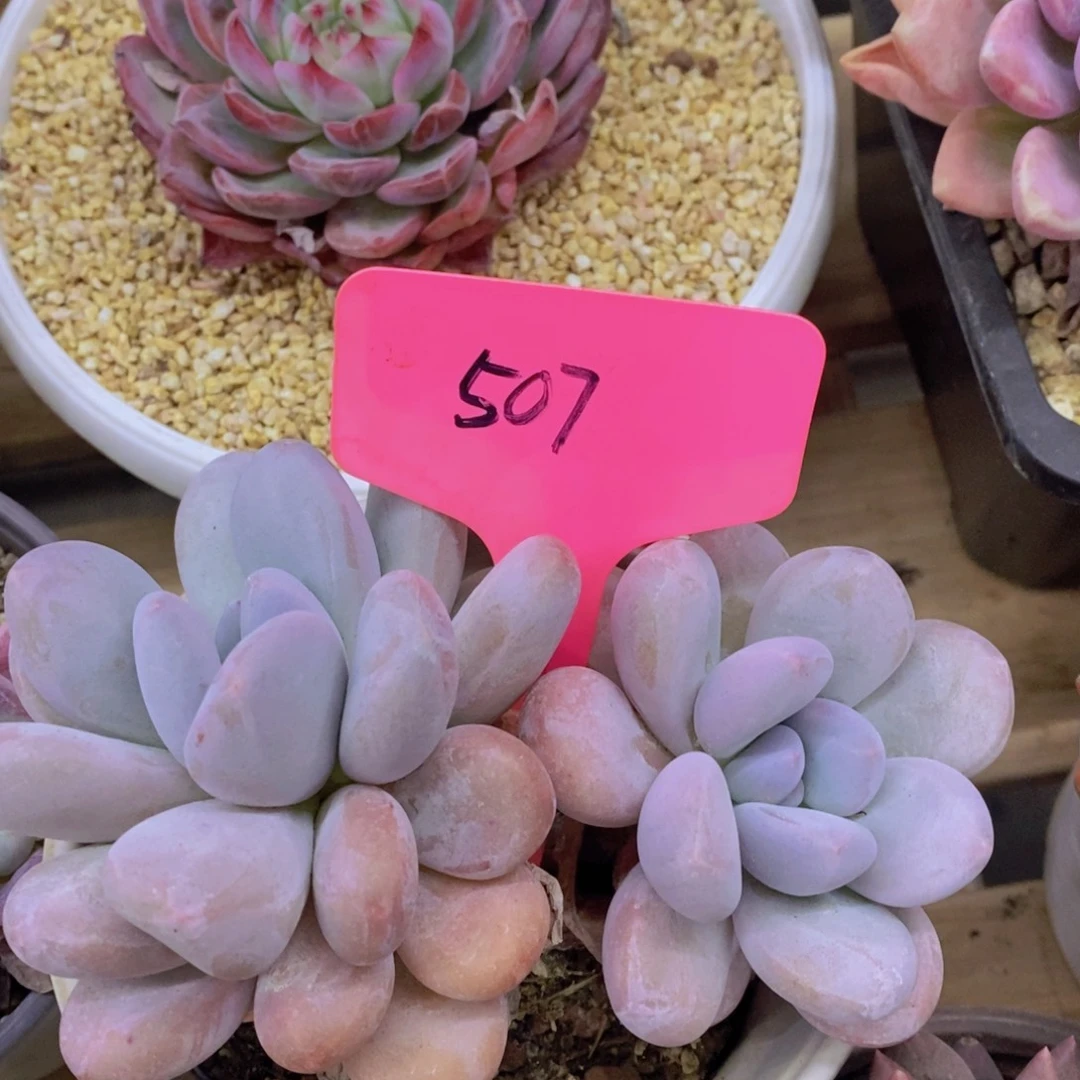 开心多肉，首播2欢迎