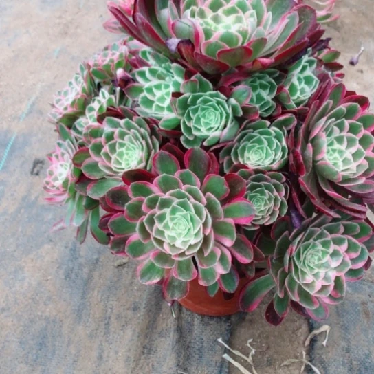 无花朵雪***?孔雀翎598