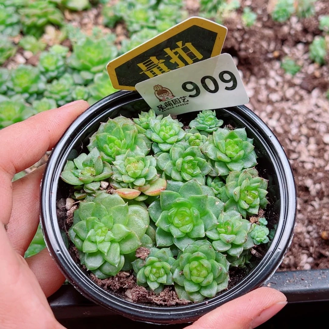 多肉植物多肉植物