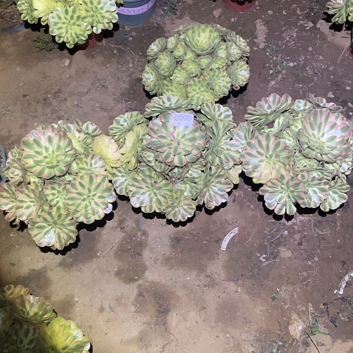 心***?多肉植物法师500雨荷4颗