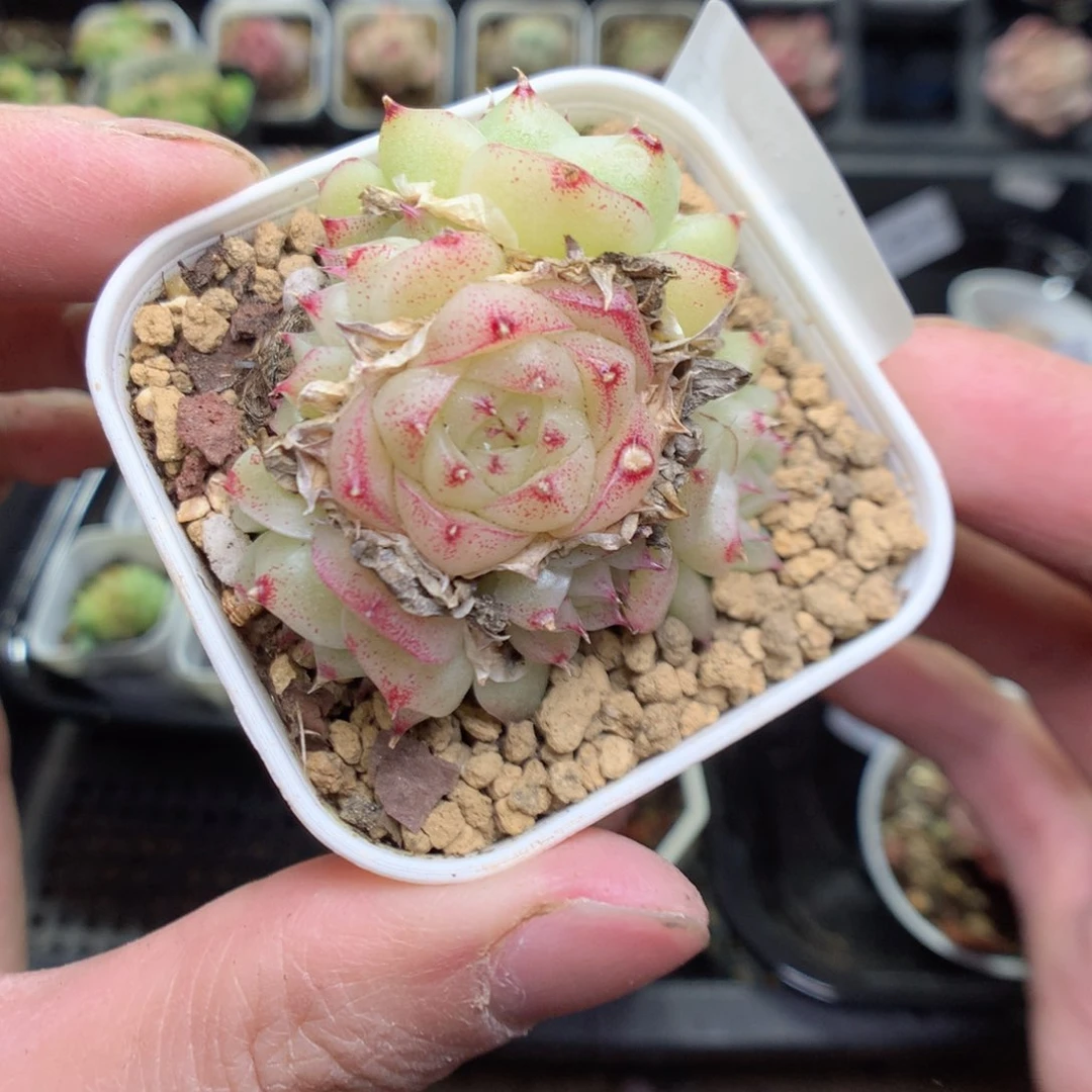 Q75y y y y y y y y y y