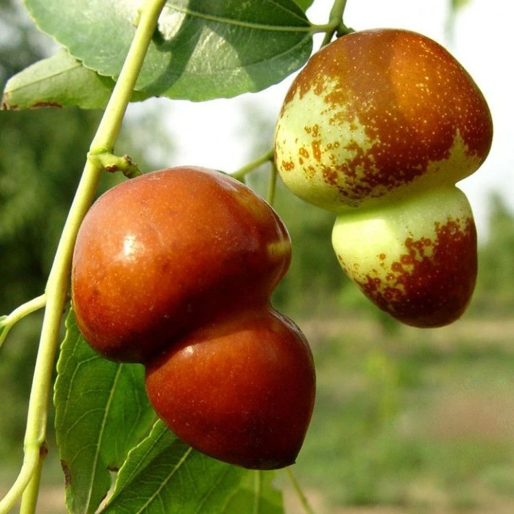 正宗葫芦枣树苗 南方北方种植