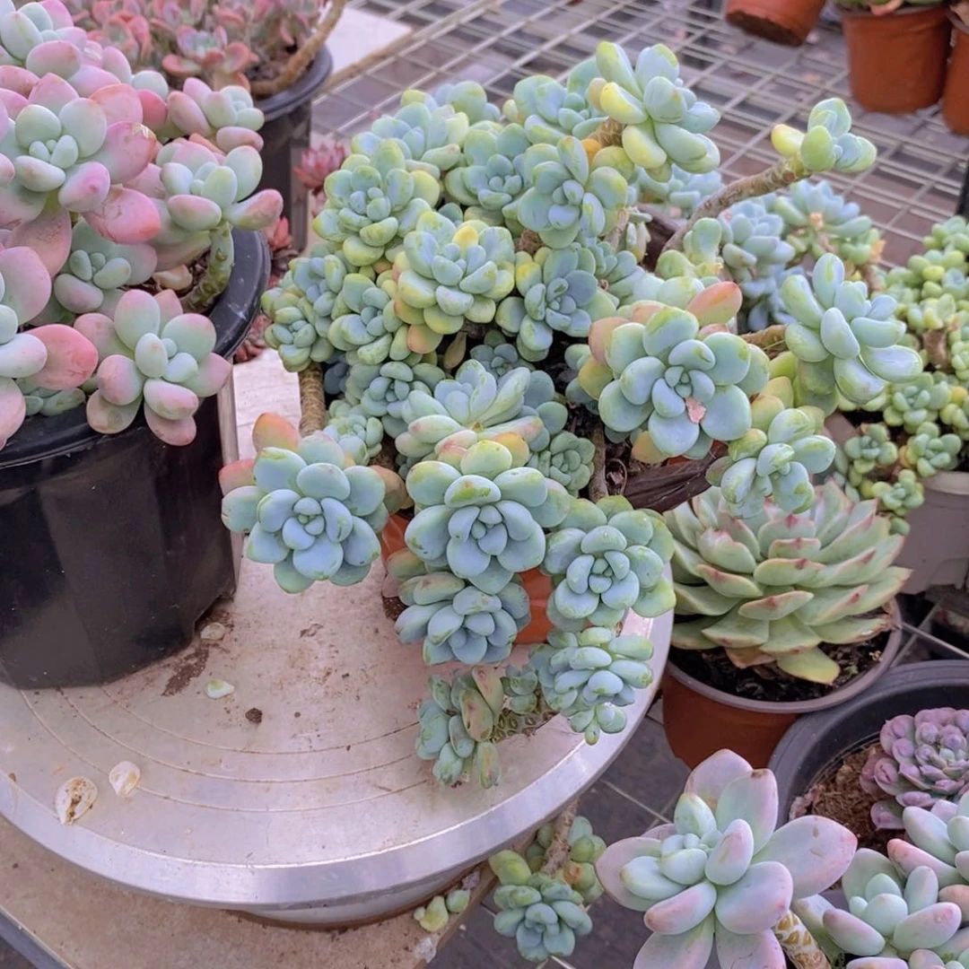 香香劳尔多头多群生老桩