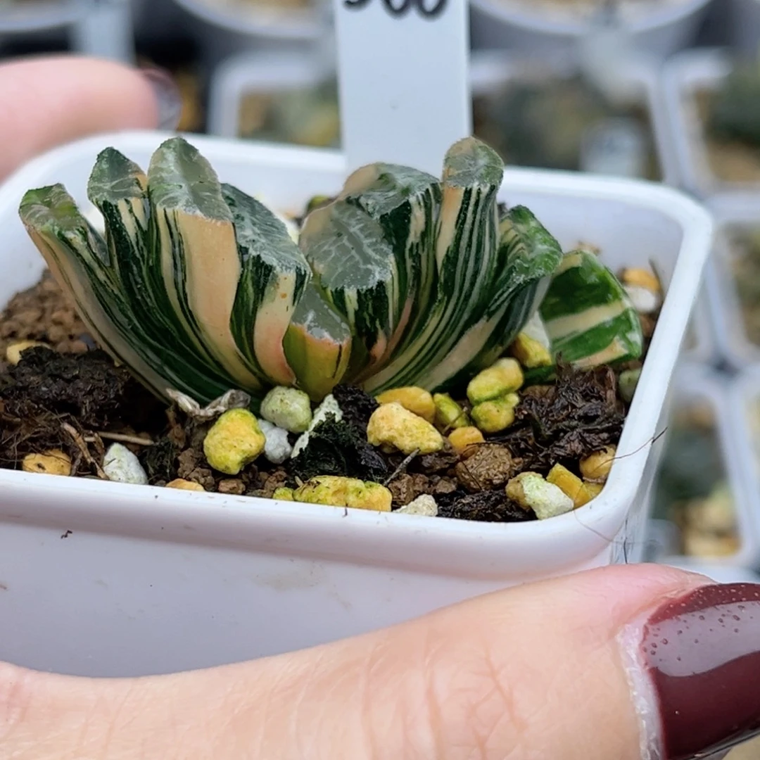 366电影玉扇锦福利专场