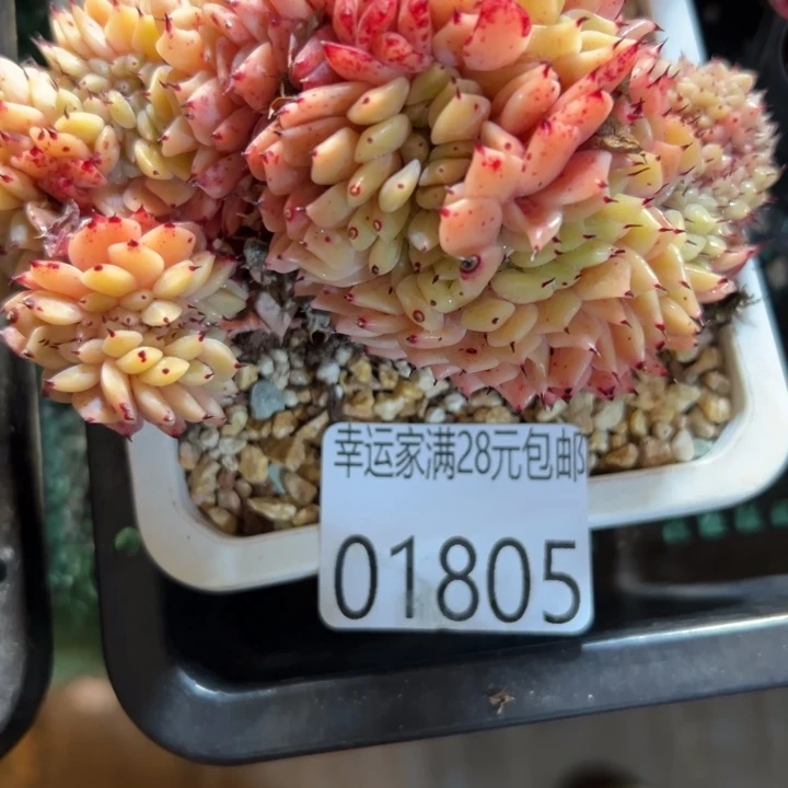 幸运的是我还在努力幸运