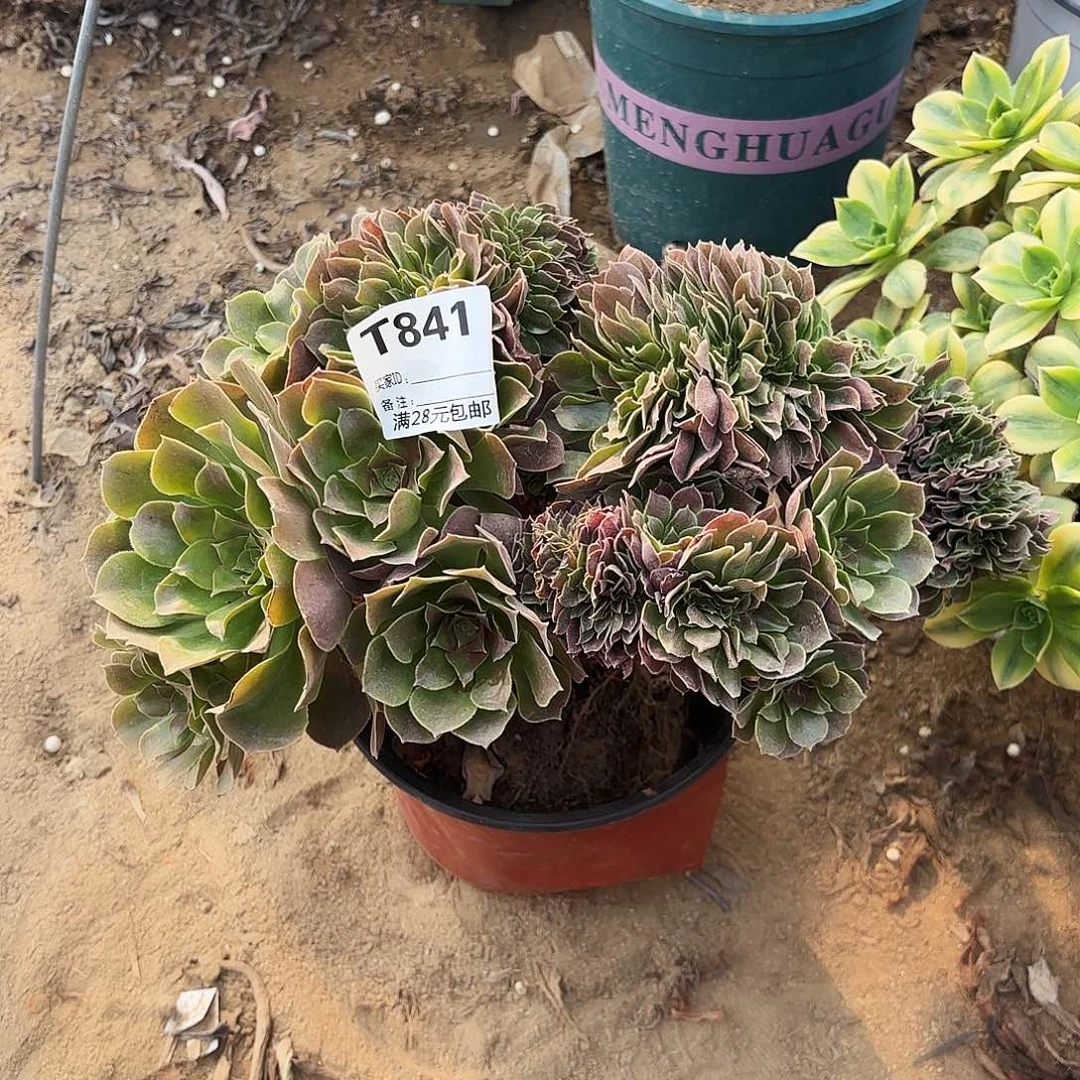 841玫瑰缀多肉植物