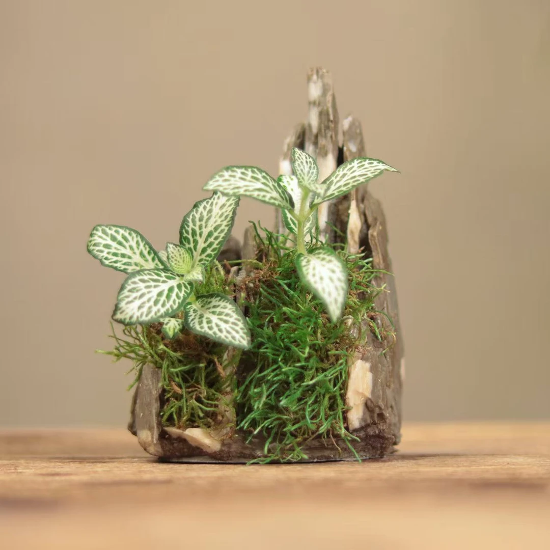 [青山·壹]网纹草成品创意绿植苔藓室内国风禅意摆件
