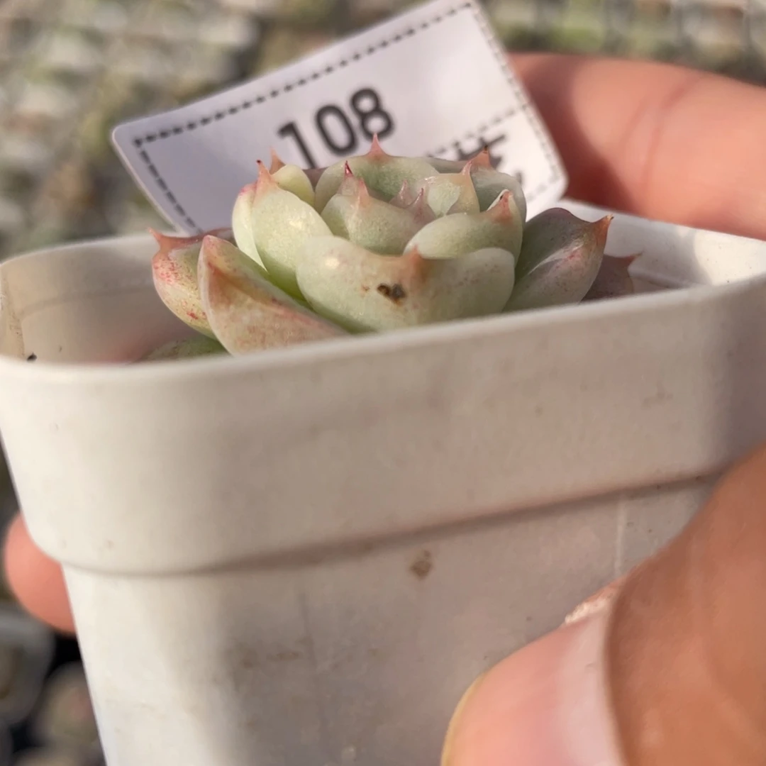 108号冰透三号白吉一颗