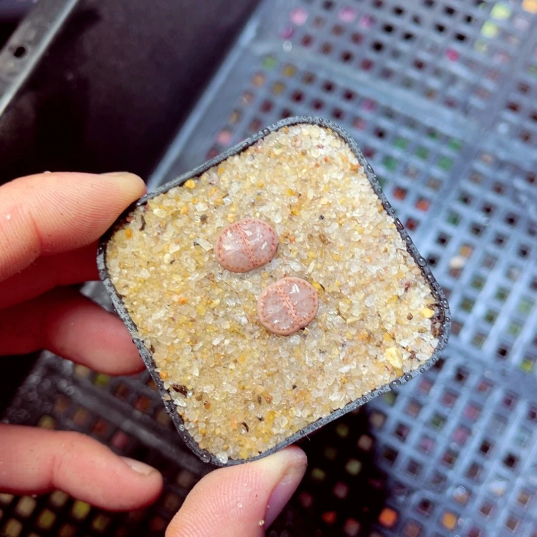 159生石花带盆发1