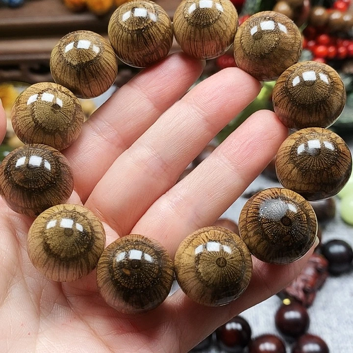 ，***其他藤类买麻藤2.0