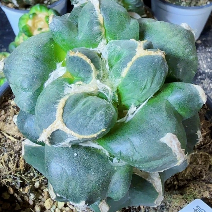 无花朵福利苗接连瓷蛋524