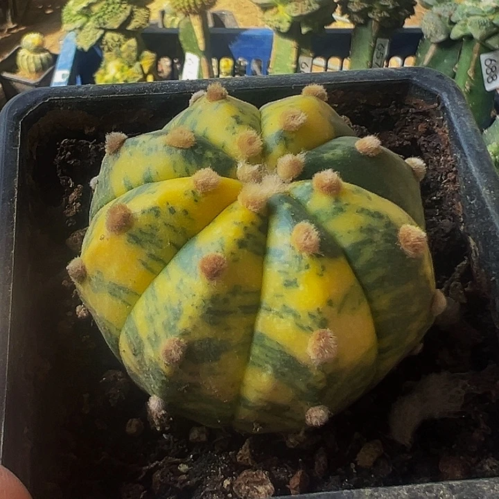 无花朵落地自根散班海星兜锦788