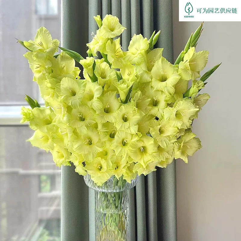 【214情人节赠礼】黄绿色基奥剑兰鲜花节节高基地直发一单包邮