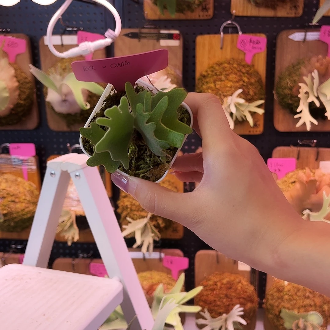 不开花植物omega 蓝皇后 侏儒