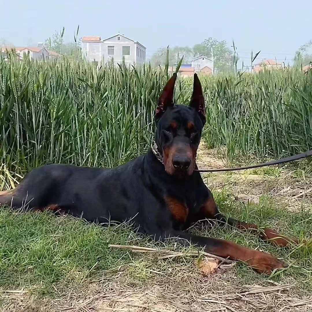 霸宠杜宾犬舍196号杜宾犬一物一拍