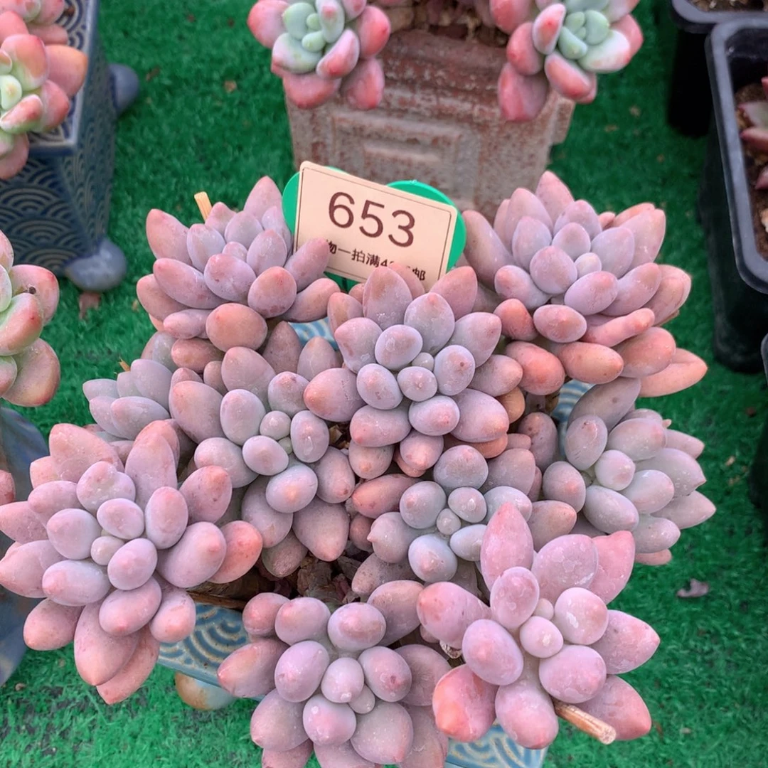 粉色恋人老桩平头653