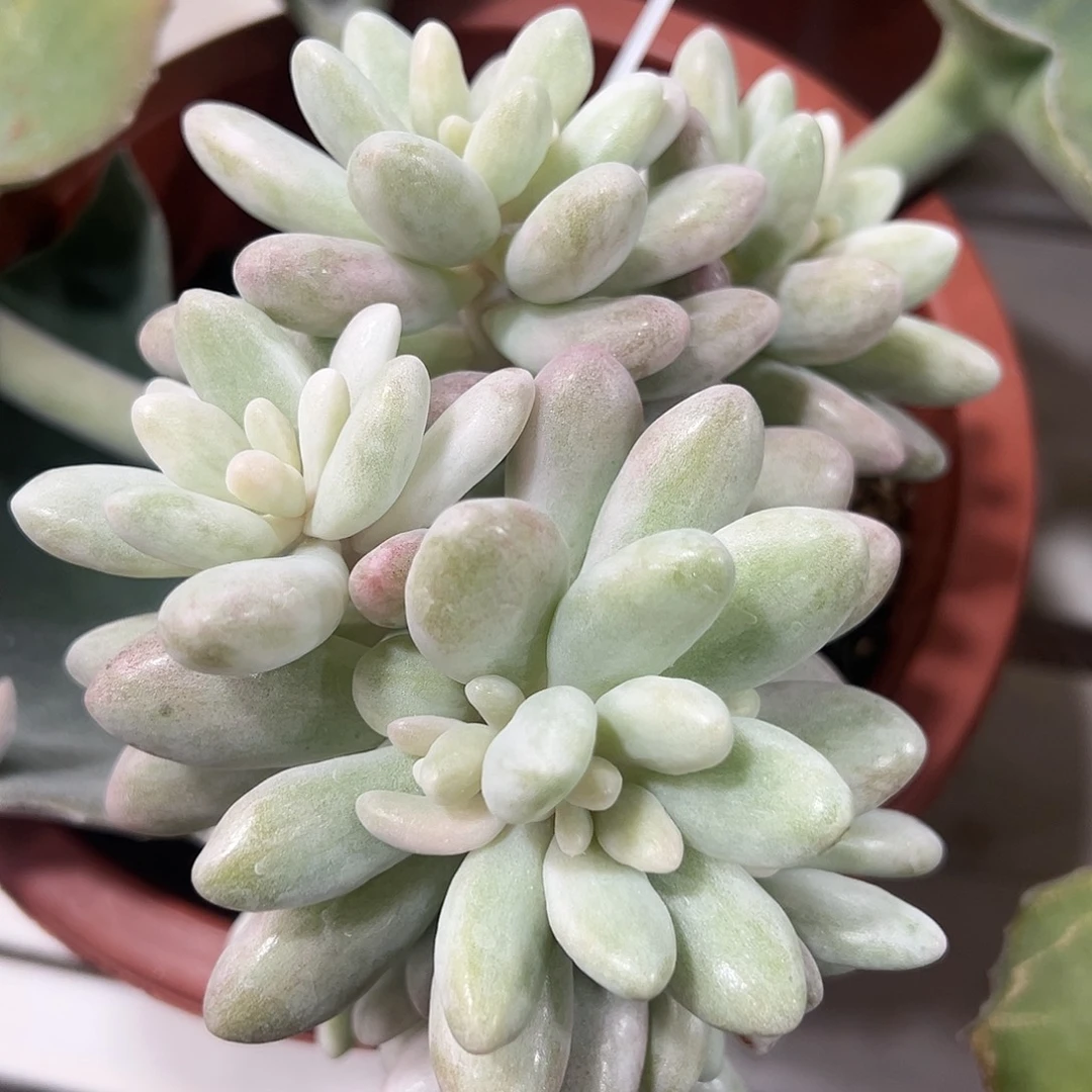 粉色恋人嫁接多肉