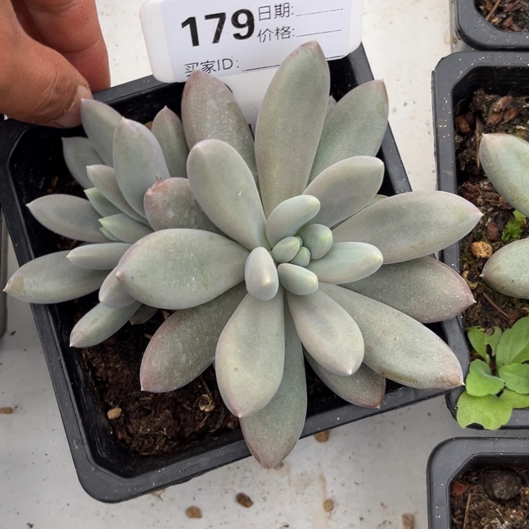 哥特多肉植物179种