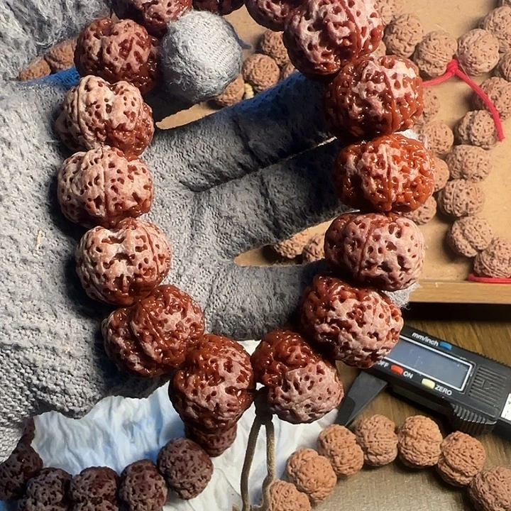 金刚菩提满肉蜂王