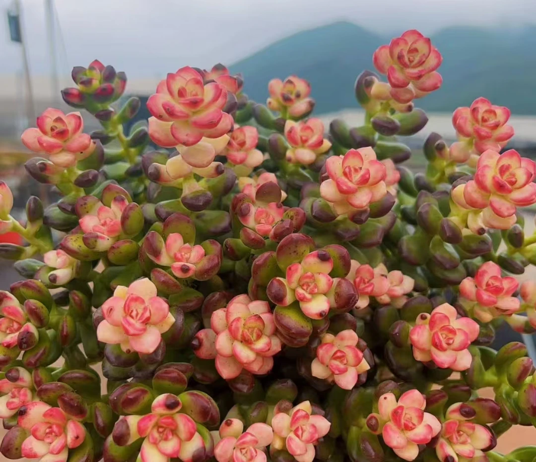 XS 彩虹胭脂豆  新手好养带盆栽好美观多肉植物秋季