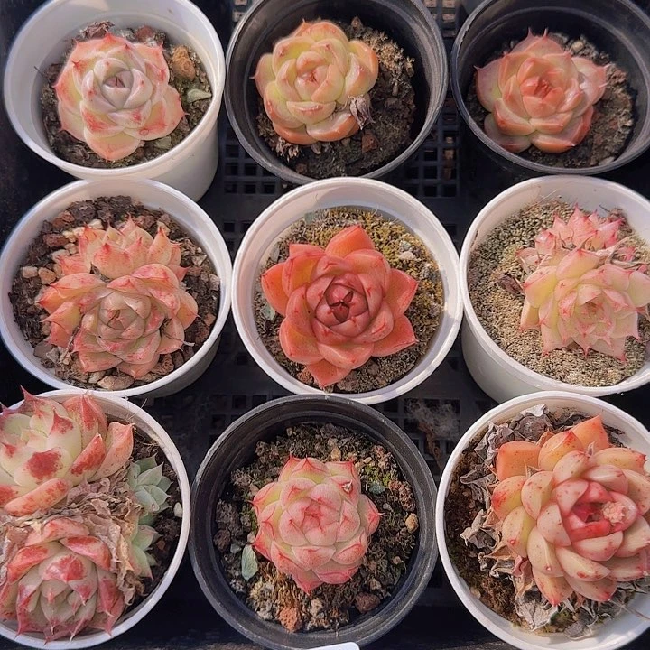 小*咪花时光精品多肉53