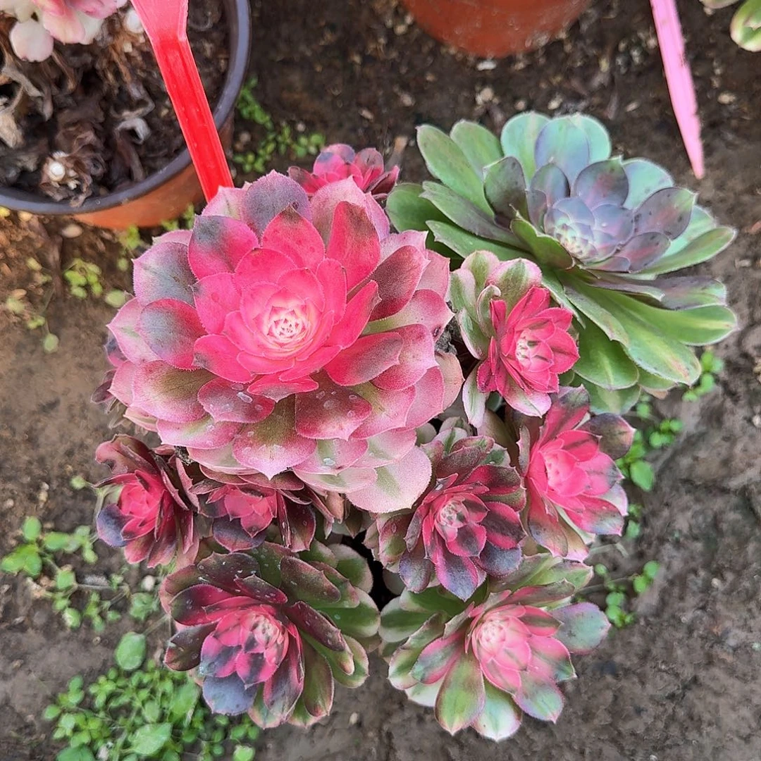 4-815荔枝多肉法师