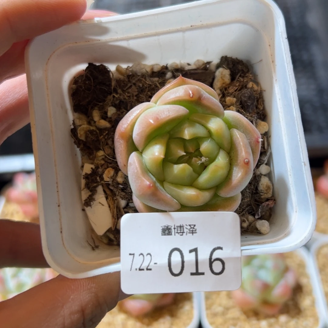 t****?定向7.22-016 单头