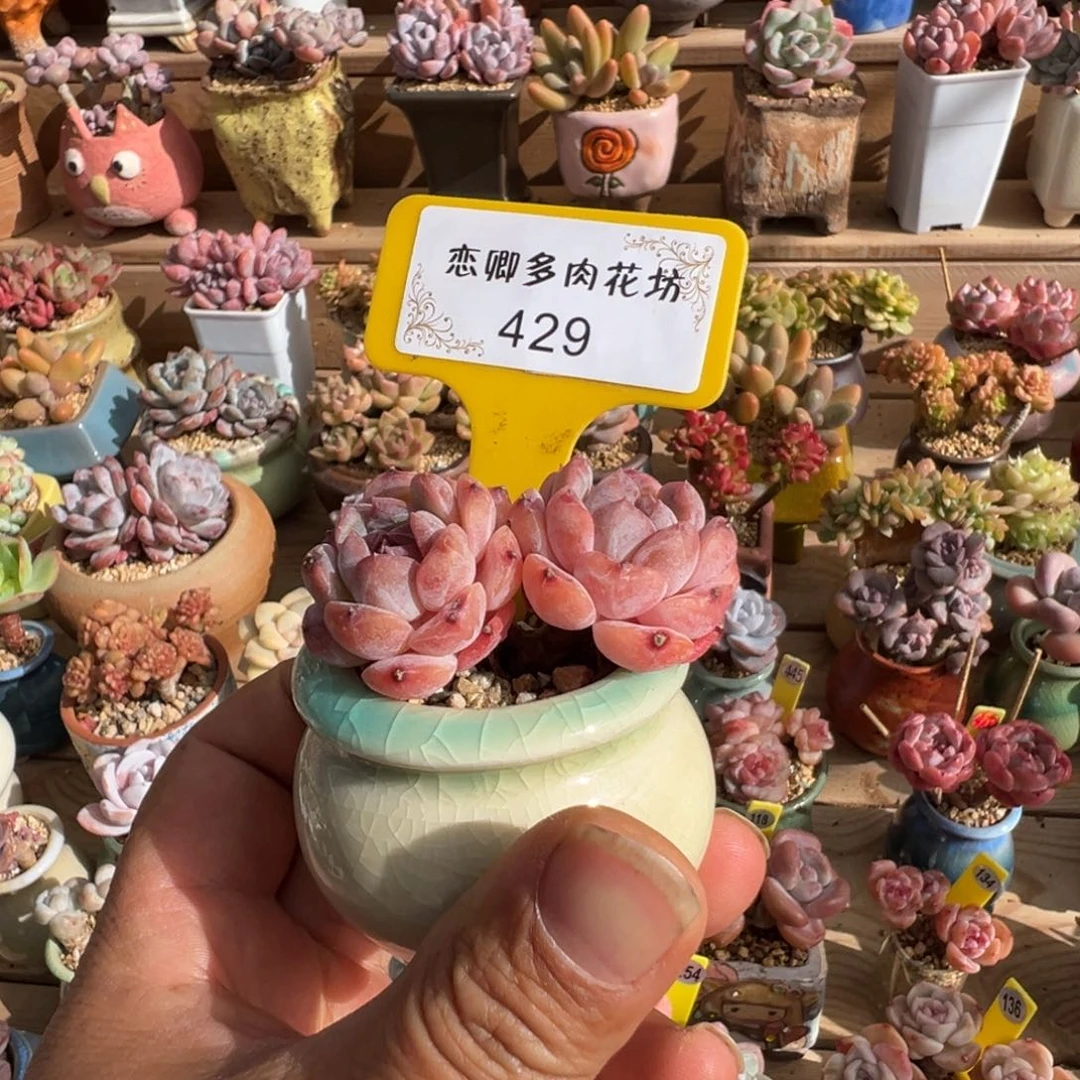 429糖心老桩带盆00000