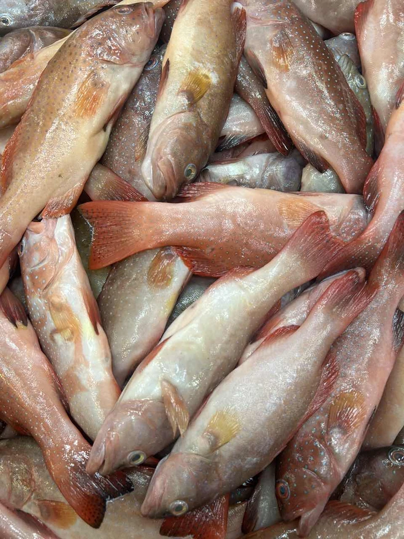 东星斑 鲜冻 厦门海鲜配送  顺丰 现称1500g