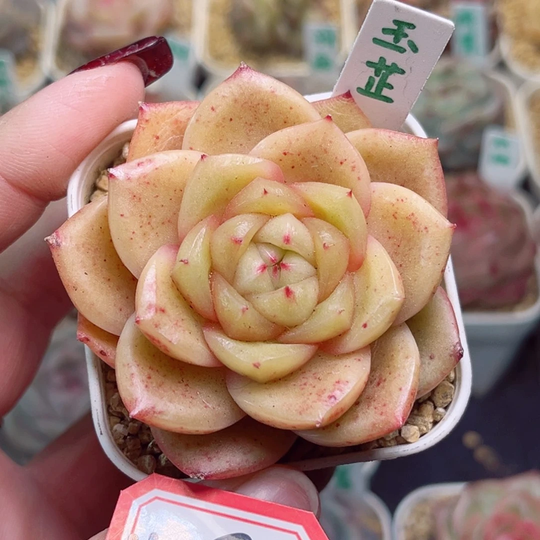 H92一物一拍 玉芷珍妮