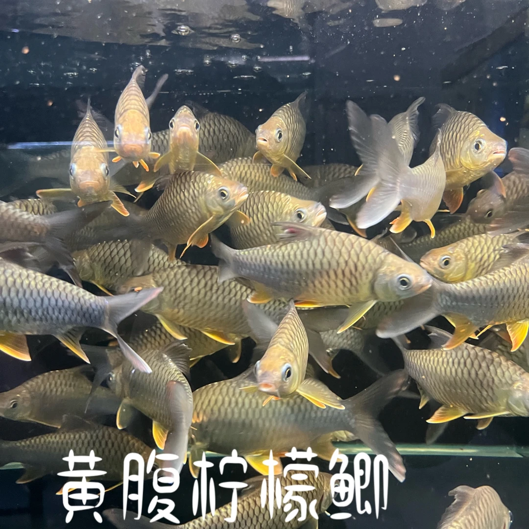 黄腹柠檬鲫，适合龙鱼的一款配