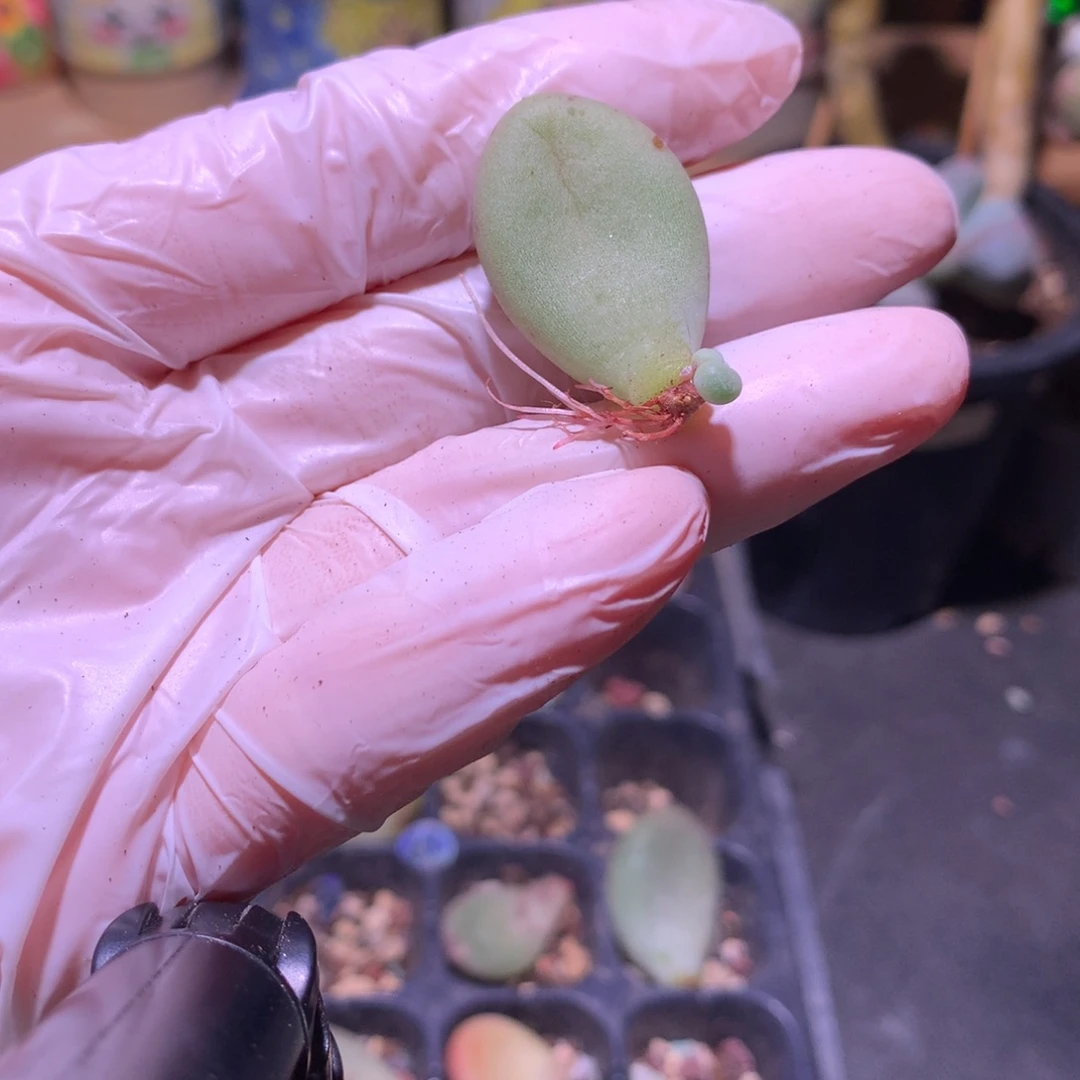 加菲猫奶酪多肉加菲猫