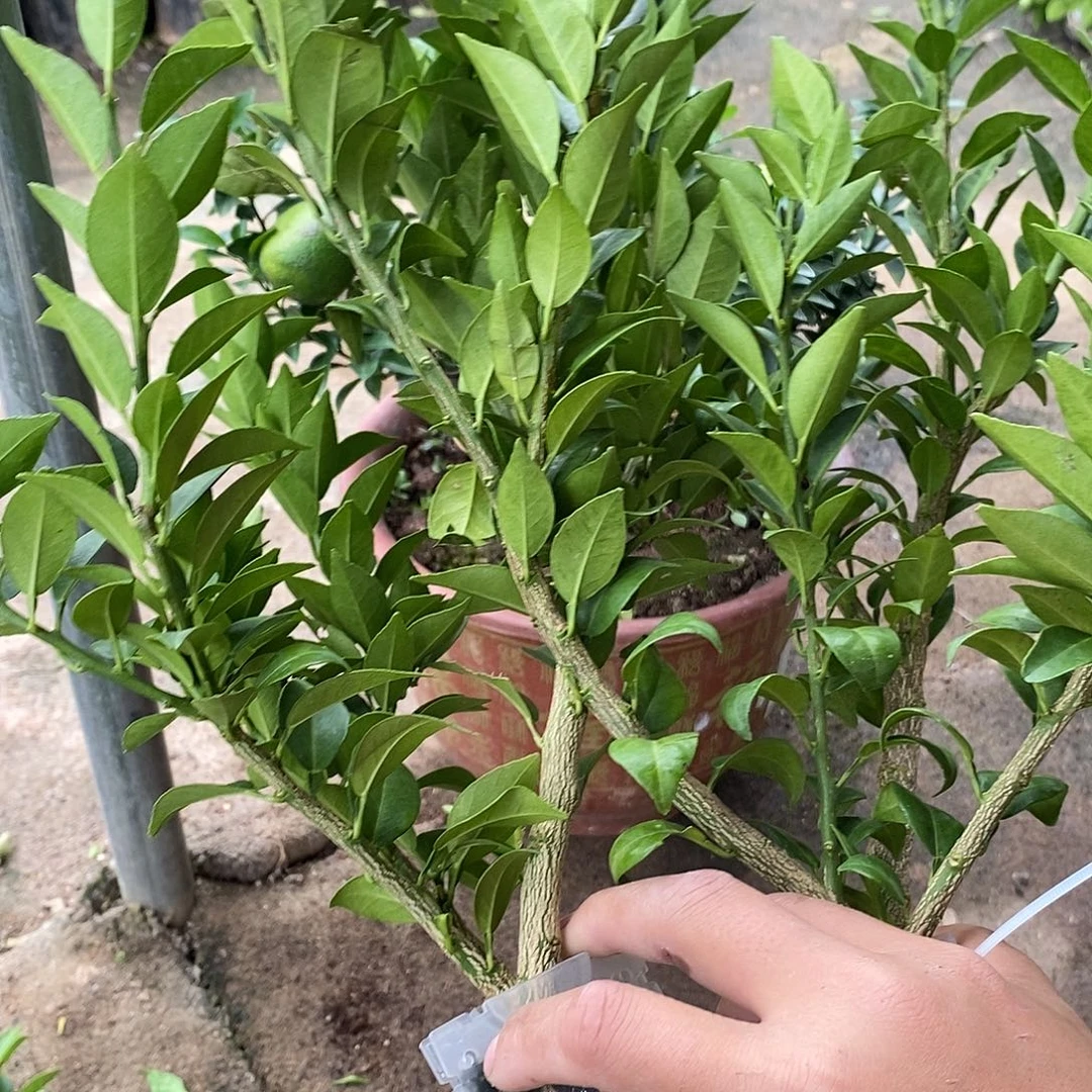 沉***金无花朵房间八房间八房间八